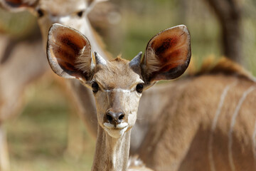 young male kudu tiny horns growing © Beate