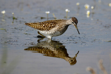 Obraz premium Wood sandpiper // Bruchwasserläufer (Tringa glareola) - Axios-Delta, Greece