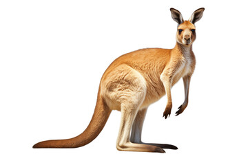 Naklejka na ściany i meble Majestic Kangaroo on Transparent Background, PNG, Generative Ai