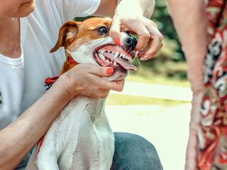 handler shows teeth of a Jack Russell Terrier to an expert