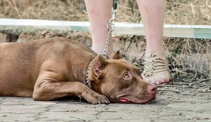 red pit bull lies on sidewalk at the feet of his mistress