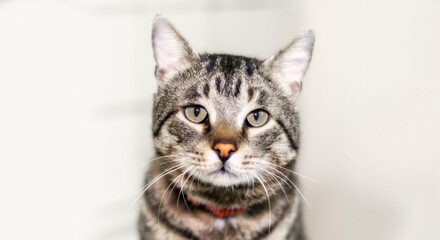 closeup portrait of a gray cat