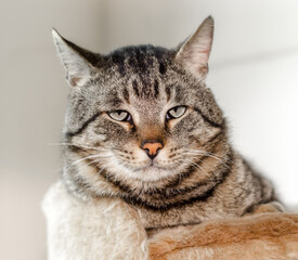 Fototapeta premium portrait of a lazy gray cat close up