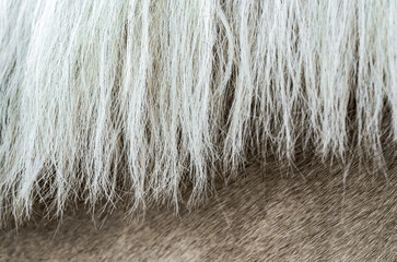 texture of the skin of a beige horse with a mane close up © Sofiia