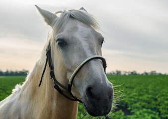 Obraz premium portrait of a beige horse on a background of green field and sky close up