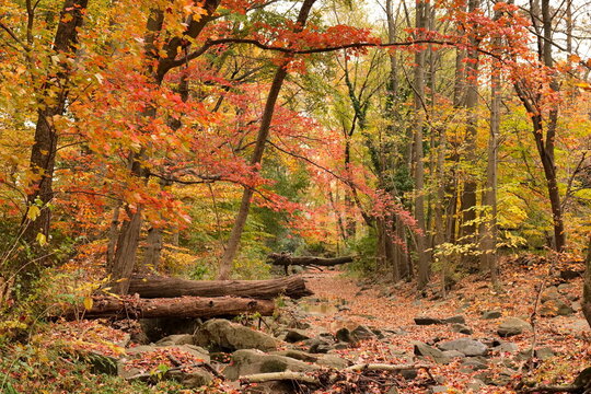 Colorful autumn forest on the bank of a stream. Delaware (USA).