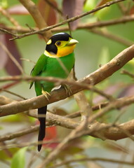 Long-tailed broadbill have a long blue tail, but the under-tail is black
