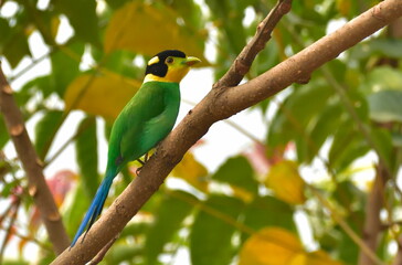 Long-tailed broadbill have a long blue tail, but the under-tail is black