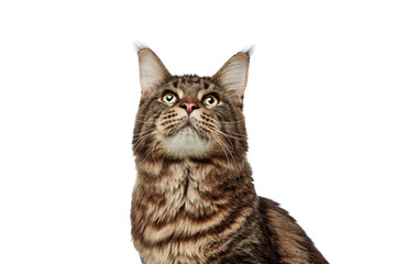 Domestic fluffy tabby cat, Maine Coon with long hair looking up isolated white studio background.