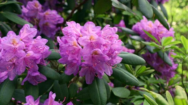 Bright pink Rhododendron hybridum Ponticum Goldflimmer blossoming flowers with green leaves in the garden in spring