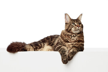 Gorgeous, cat lie down in aristocratic, elegant pose looking away isolated white studio background.