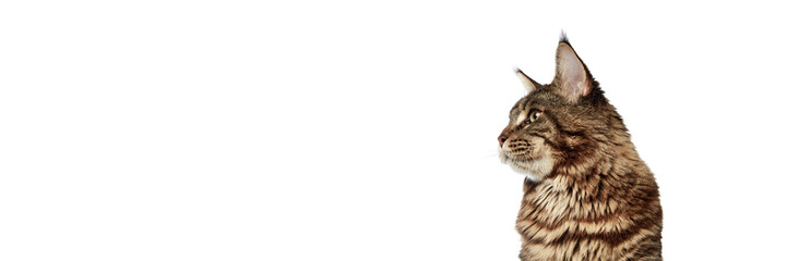 Banner. Close up portrait of young tabby domestic cat looking away isolated white studio background.