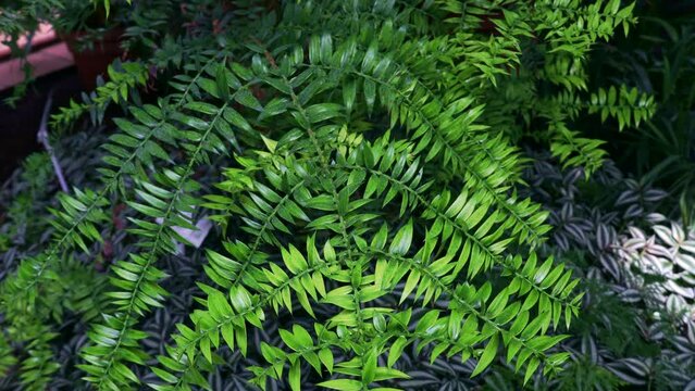 Bright green bunya pine, or simply bunya (Araucariaceae Araucaria Bidwillii Hook.) leaves in the garden