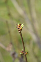Pink lilac branch with buds