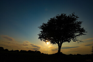 Fototapeta na wymiar tree silhouette at sunset