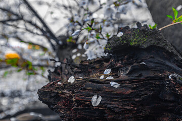Sakura leaves falling on tree trunk
