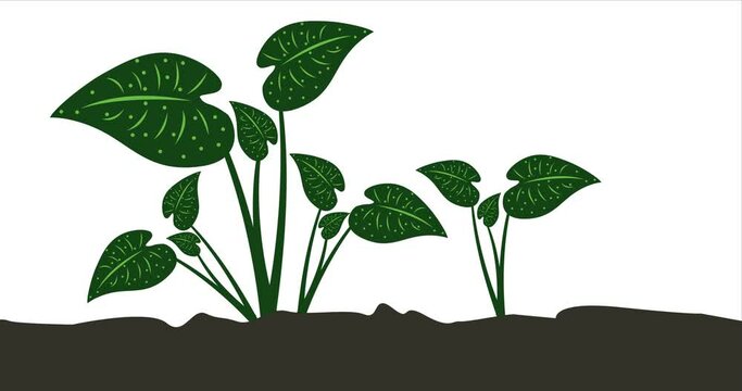 
taro plants planted in the ground
plant in the ground
plants that grow in the ground
