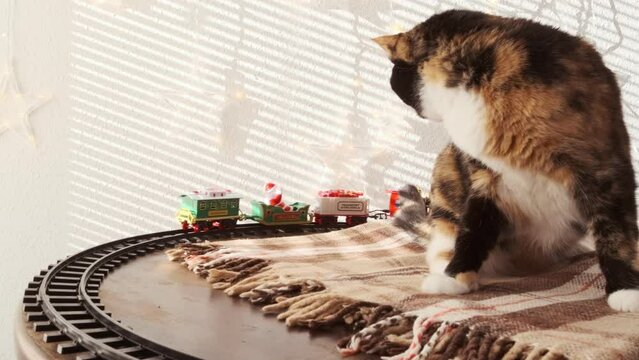 beautiful three colors adult domestic tortoiseshell, chimera cat lying on round table, and around pet, Christmas train circling, coziness of home holidays, home comfort