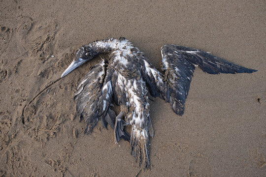 Cormoran mort sur la plage apr&egrave;s la temp&ecirc;te CIARAN en France