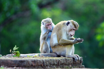 srilankan macaque sitting on a rock
