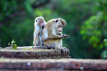 Fototapeta na wymiar macaque sitting on a tree