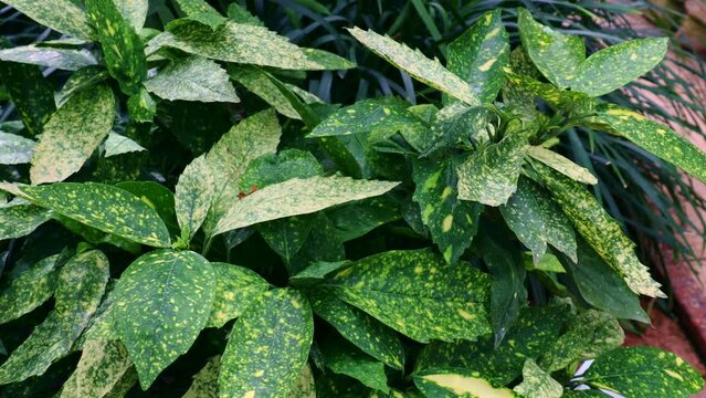 Aucuba Japonica Variegata (Japanese Laurel) green and yellow spotted leaves in the garden in summer close up
