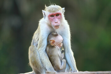 portrait of a macaque