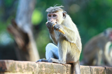 portrait of a macaque