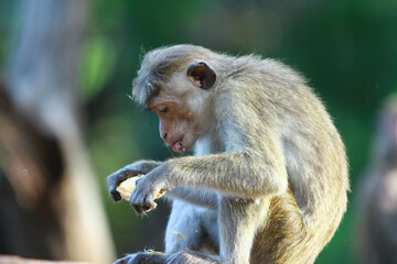 portrait of a macaque