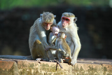 Fototapeta premium mother and baby