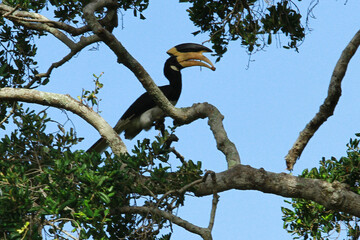 yellow billed hornbill