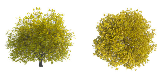 Hornbeam tree png alpha channel top front view