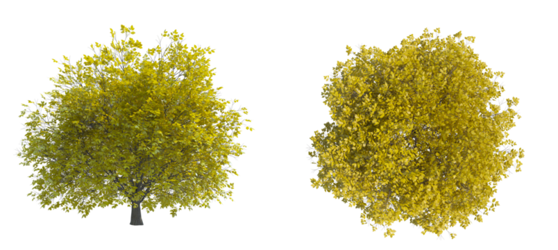 Hornbeam tree png alpha channel top front view