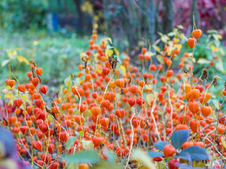Bright orange fruits of physalis in the park