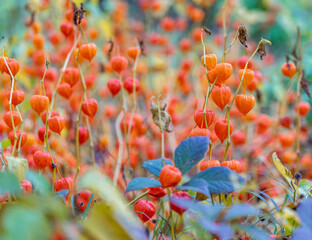 Obraz premium Bright orange fruits of physalis in the park