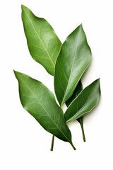 Bay leaves isolated on a white background