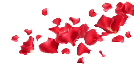 a falling or flying red rose flower petals isolated on a transparent background, Valentine's Backdrop
