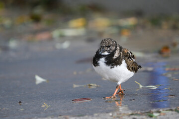 Closeup of a turnstone on the pier