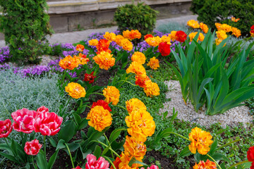 Flowers in a flower bed tulips. Greening the urban environment. Background with selective focus