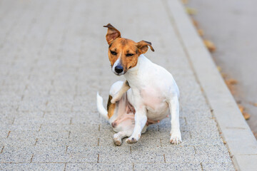 A cute Jack Russell Terrier dog scratches itself with its back paw while walking. Pet portrait with selective focus