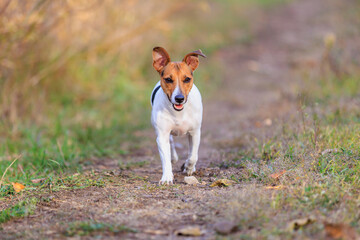 A cute Jack Russell Terrier dog runs along the path towards a man. Pet portrait with selective focus and copy space