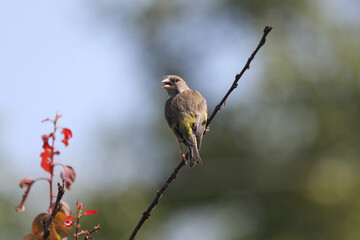 European greenfinch young bird on the tree branch in the garden
