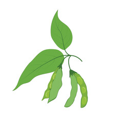 Soybean pods whole and half with soy seeds and leaves isolated on white background.