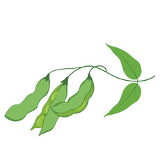 Soybean pods whole and half with soy seeds and leaves isolated on white background.