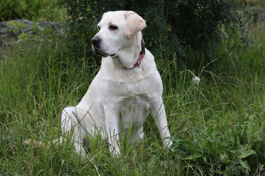 Portraite of cute old labrador retriever dog outdoor. Dog in summer garden with grass