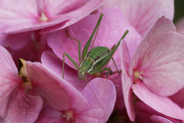 Green small grasshopper on the hydrangea flowers in the garden