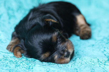 Yorkshire Terrier puppy sleeping on blue background