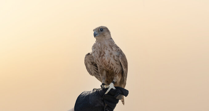 man holding White and Beige Falcon with a leather glove.