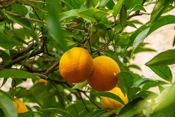 Citrus sinensis   