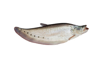 Chitala ornata, Spotted Knife Fish or Spotted Featherback isolated on white background included...